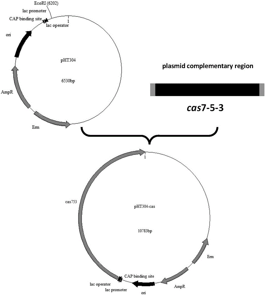 Gene editing method based on streptomyces virginiae IBL14 gene cas7-5-3