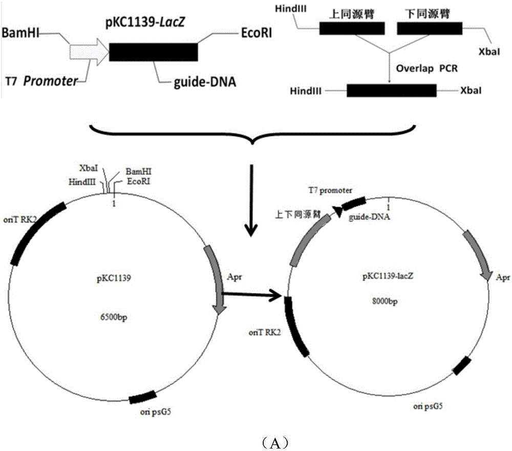 Gene editing method based on streptomyces virginiae IBL14 gene cas7-5-3