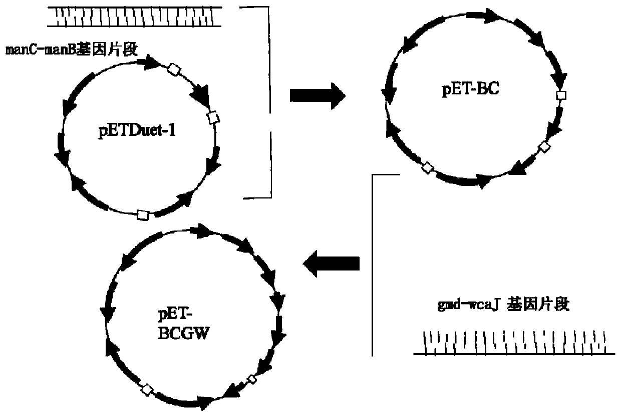Escherichia coli engineering bacterium for producing 2'-fucosyllactose