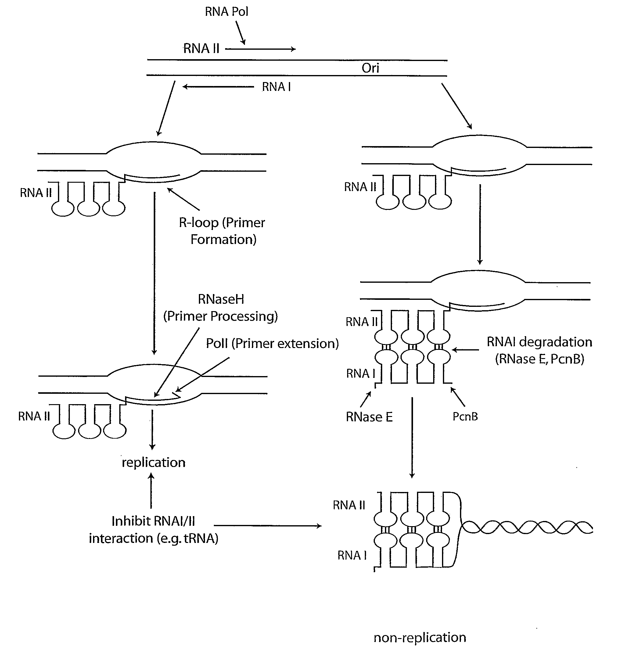 Compositions and processes for improved plasmid DNA production