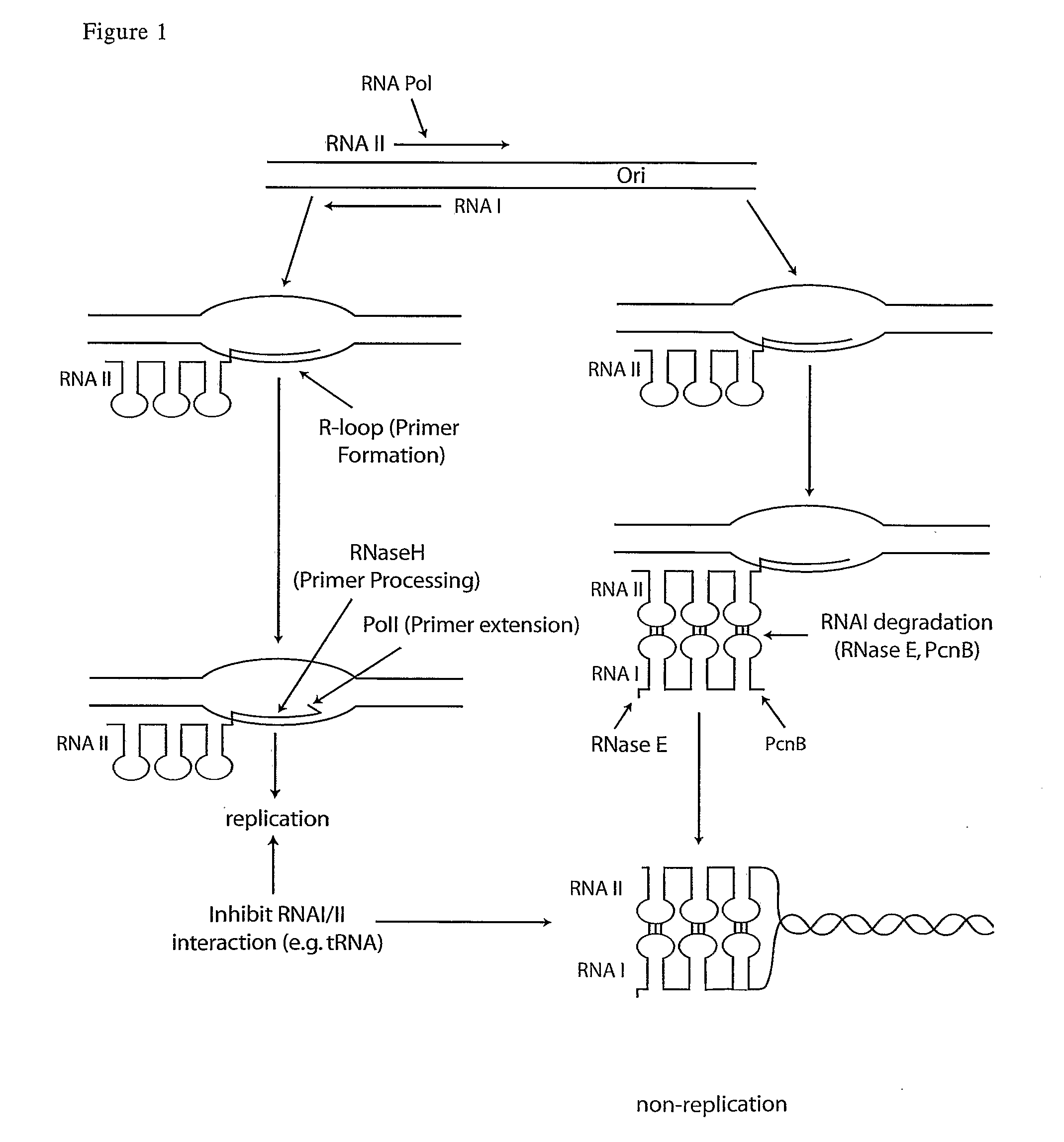 Compositions and processes for improved plasmid DNA production