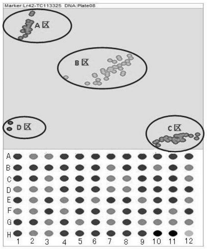SNP Molecular Marker, Detection Method and Application of Wheat Leaf Rust Resistance Gene lr42