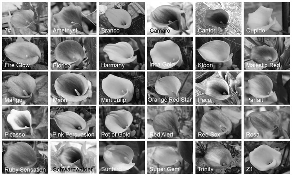 SSR primer group developed based on multiple transcriptome sequences of color group zantedeschia aethiopica and acquisition method and application
