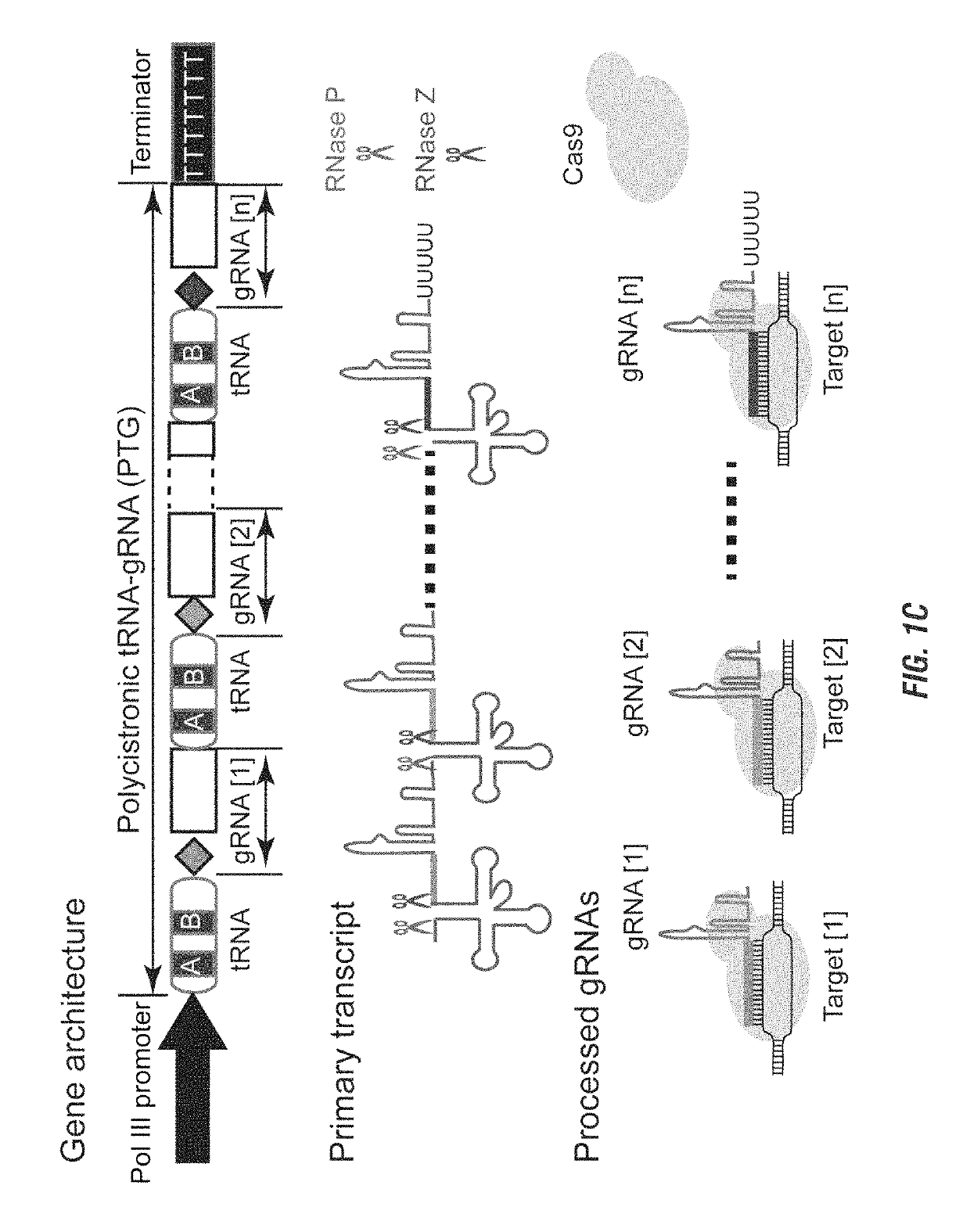 Methods and compositions for multiplex RNA guided genome editing and other RNA technologies