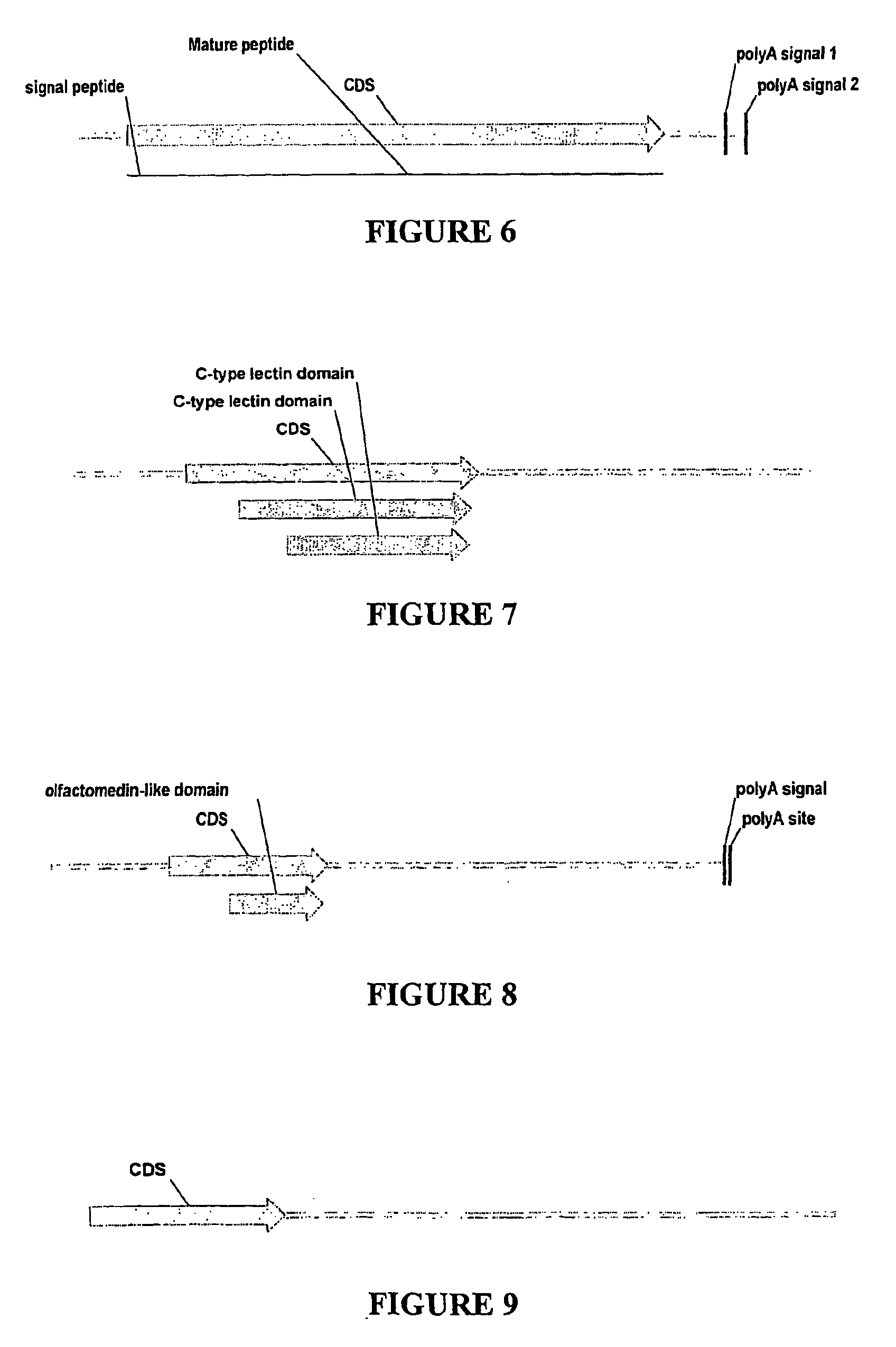 Nucleic acid markers for use in determining predisposition to neoplasm and/or adenoma