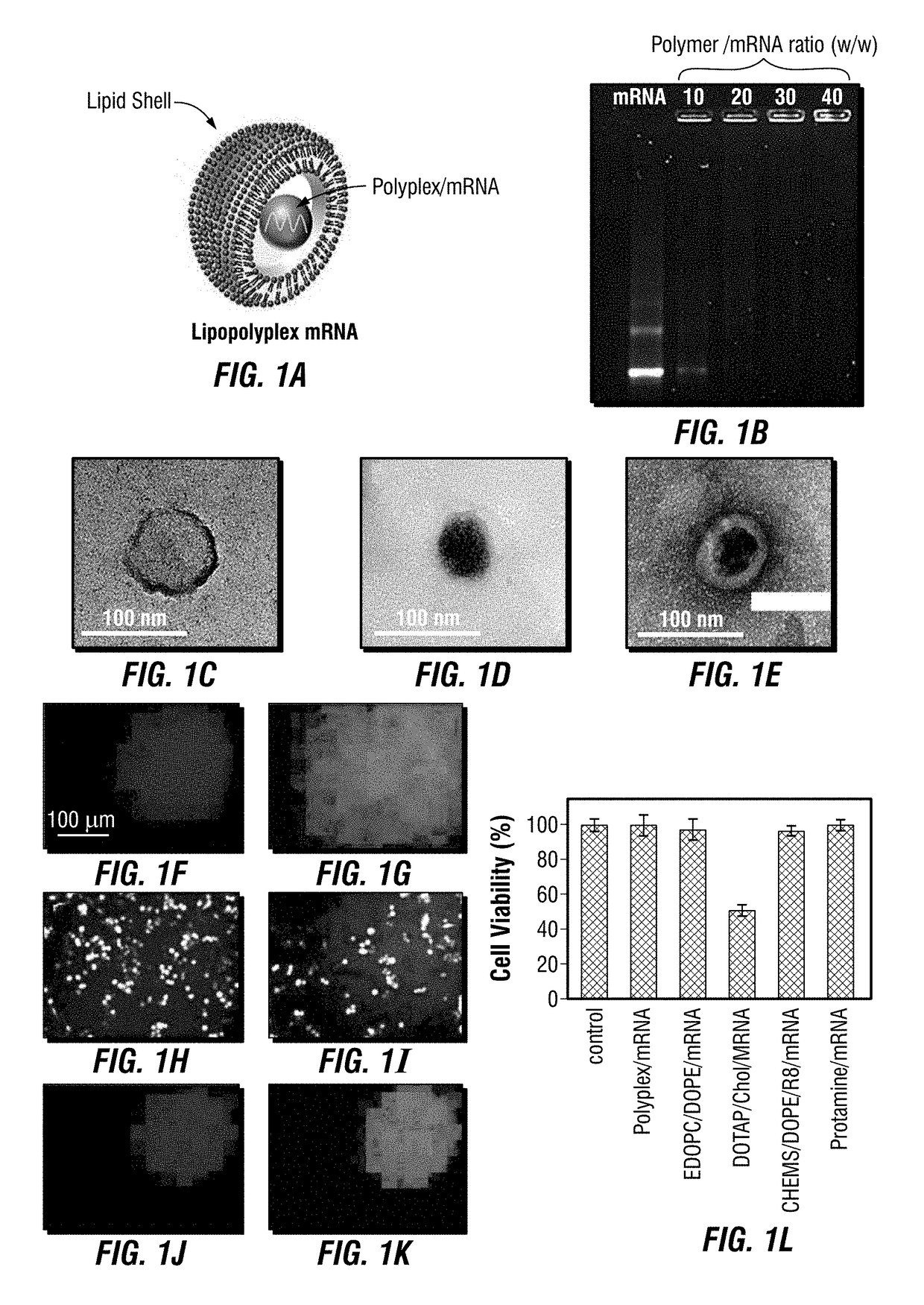 Core/Shell Structure Platform For Immunotherapy