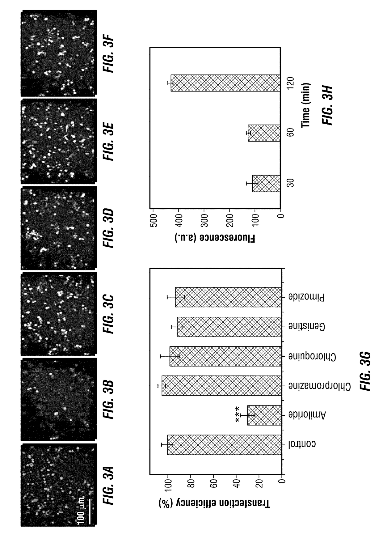 Core/Shell Structure Platform For Immunotherapy