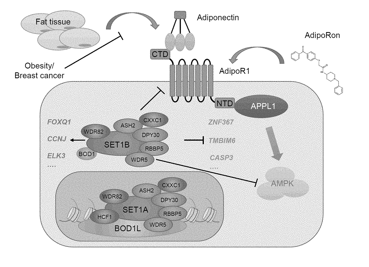 Therapeutic targeting of set1b/compass pathway for treating cancers