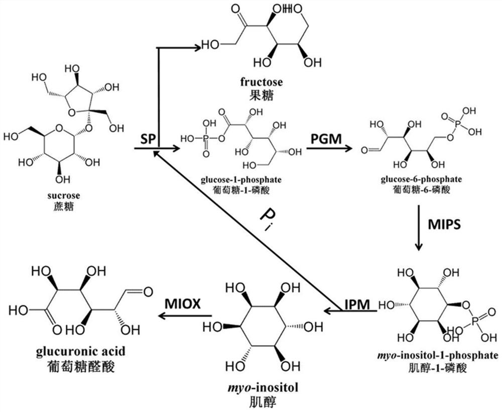 A method for biocatalytic synthesis of d-(+)-glucuronic acid and its application