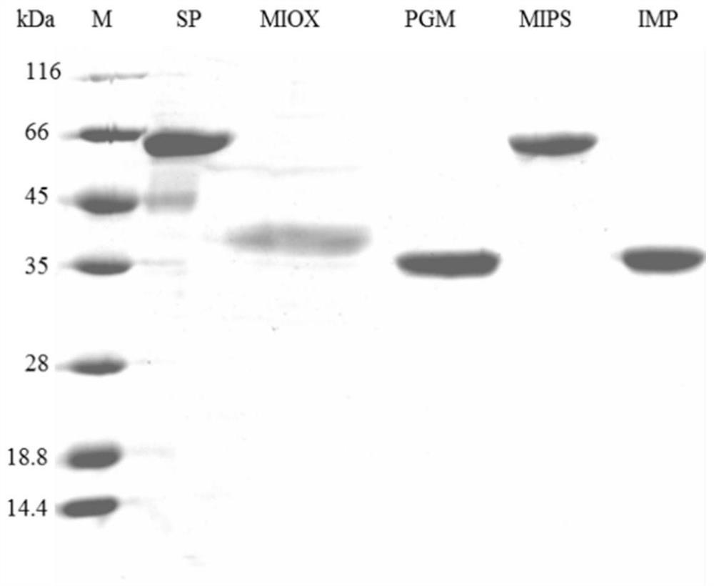 A method for biocatalytic synthesis of d-(+)-glucuronic acid and its application