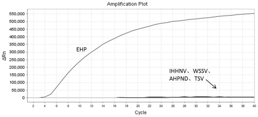 Raa constant temperature fluorescence detection method and reagents of shrimp enteroplasma hepatica (ehp)