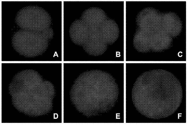 Method for transfection and implantation of pre-embryo by plasmid DNA (deoxyribonucleic acid) or antisense oligonucleotide