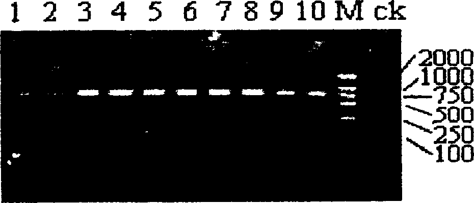 Dwarf gene in paddy rice