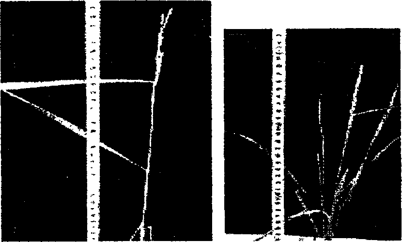 Dwarf gene in paddy rice