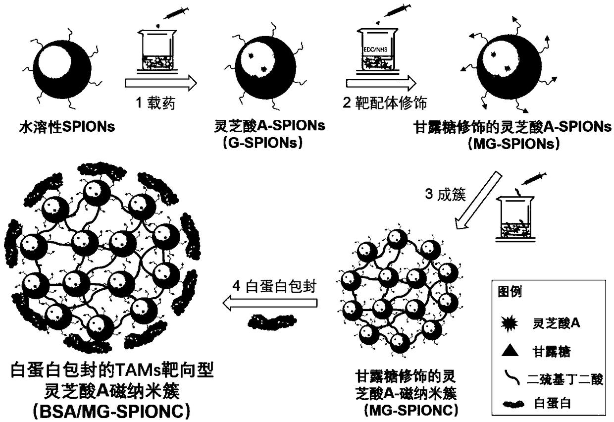 Traditional Chinese medicine-magnetic nanocluster chemical immunity drug delivery system and preparation method thereof