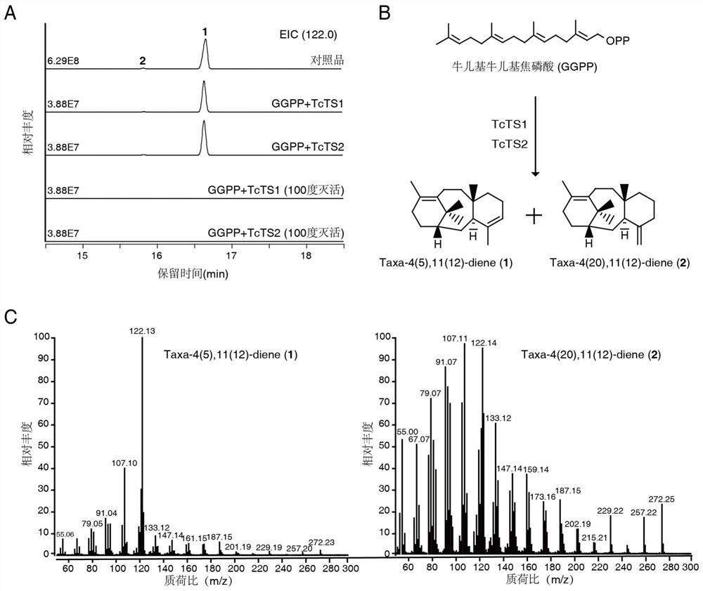 Taxadiene synthase tcts2, encoding nucleotide sequence and application thereof
