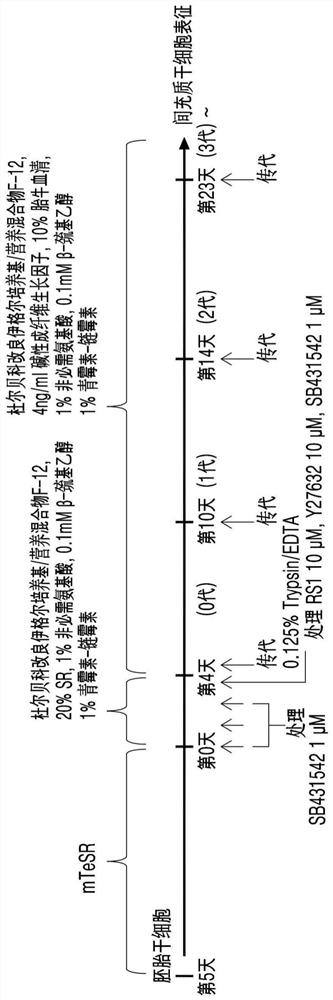 Medium for direct differentiation of pluripotent stem cell-derived mesenchymal stem cell, method for preparing mesenchymal stem cell by using same, and mesenchymal stem cell prepared thereby