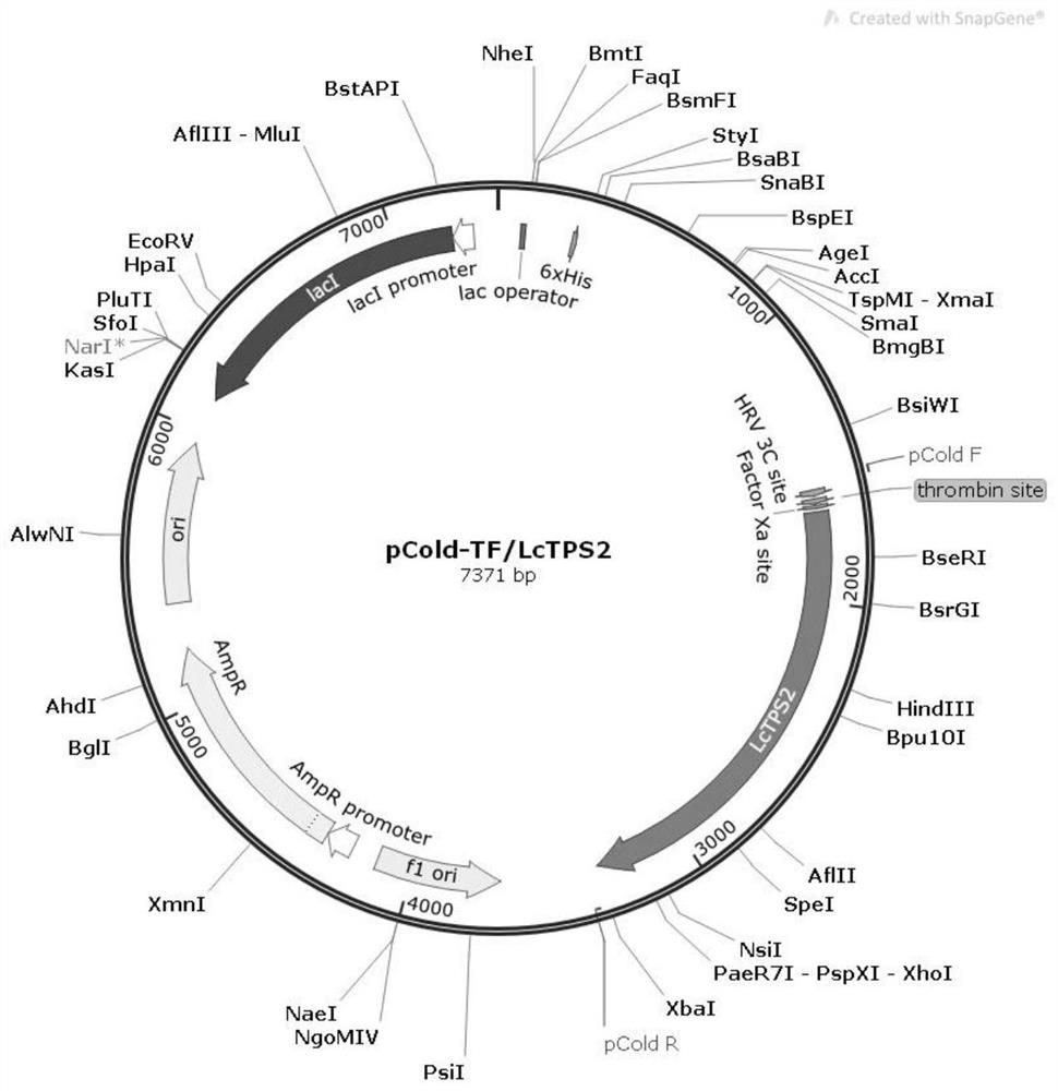 Difunctional sesterterpene/diterpene synthase LcTPS2, coding gene, product thereof and application of difunctional sesterterpene/diterpene synthase LcTPS2