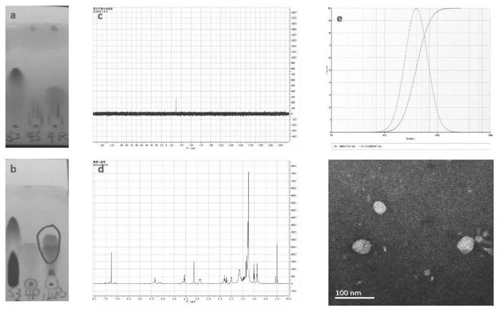 Preparation method of myricetin-loaded nano-micelle for reducing ovariectomy-induced bone loss by inhibiting formation of osteoclast