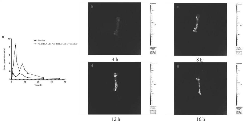 Preparation method of myricetin-loaded nano-micelle for reducing ovariectomy-induced bone loss by inhibiting formation of osteoclast