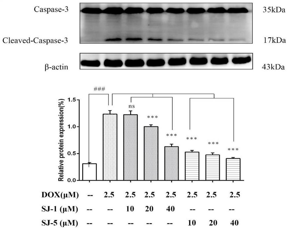 Application of alkaloid compound Hip in preparation of product for preventing and/or treating heart injury