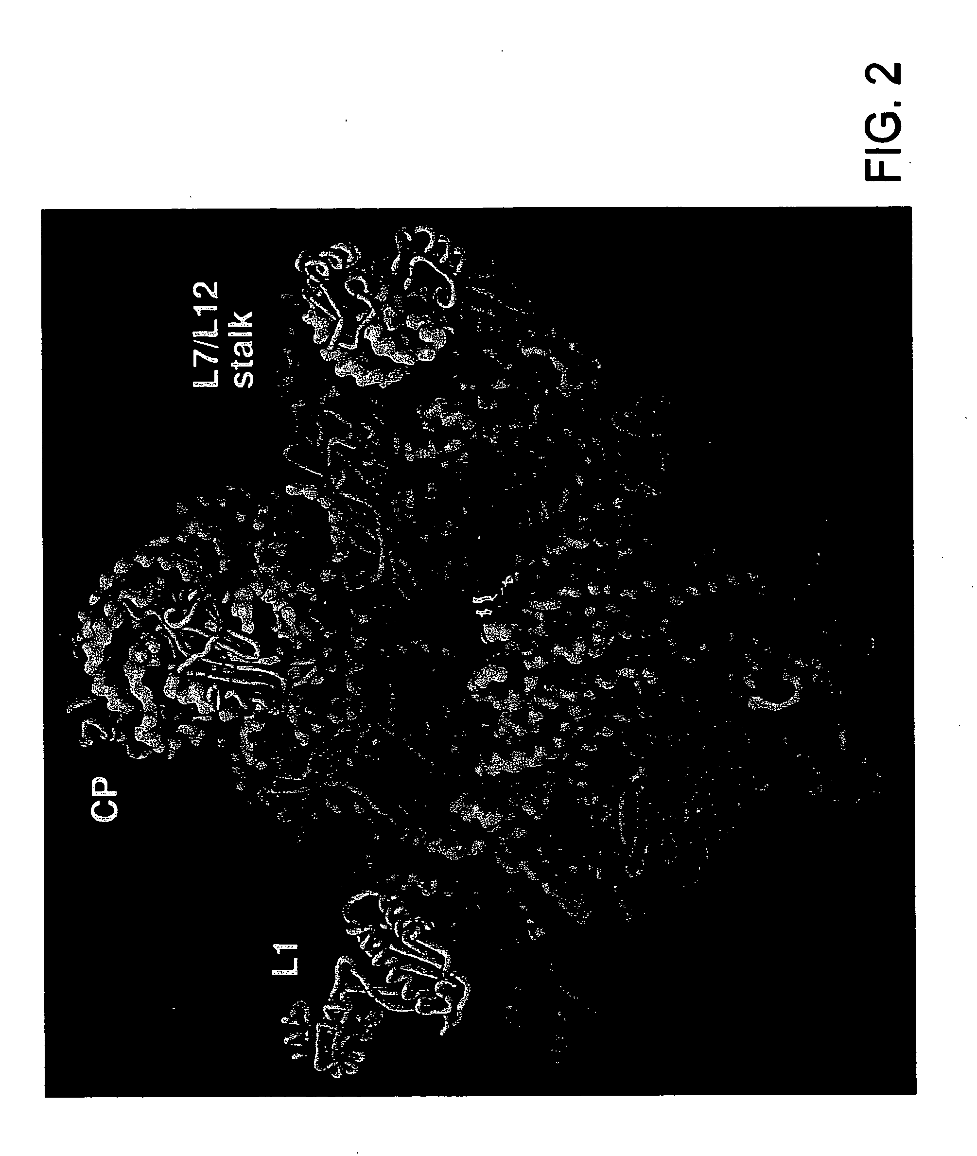 Ribosome structure and protein synthesis inhibitors