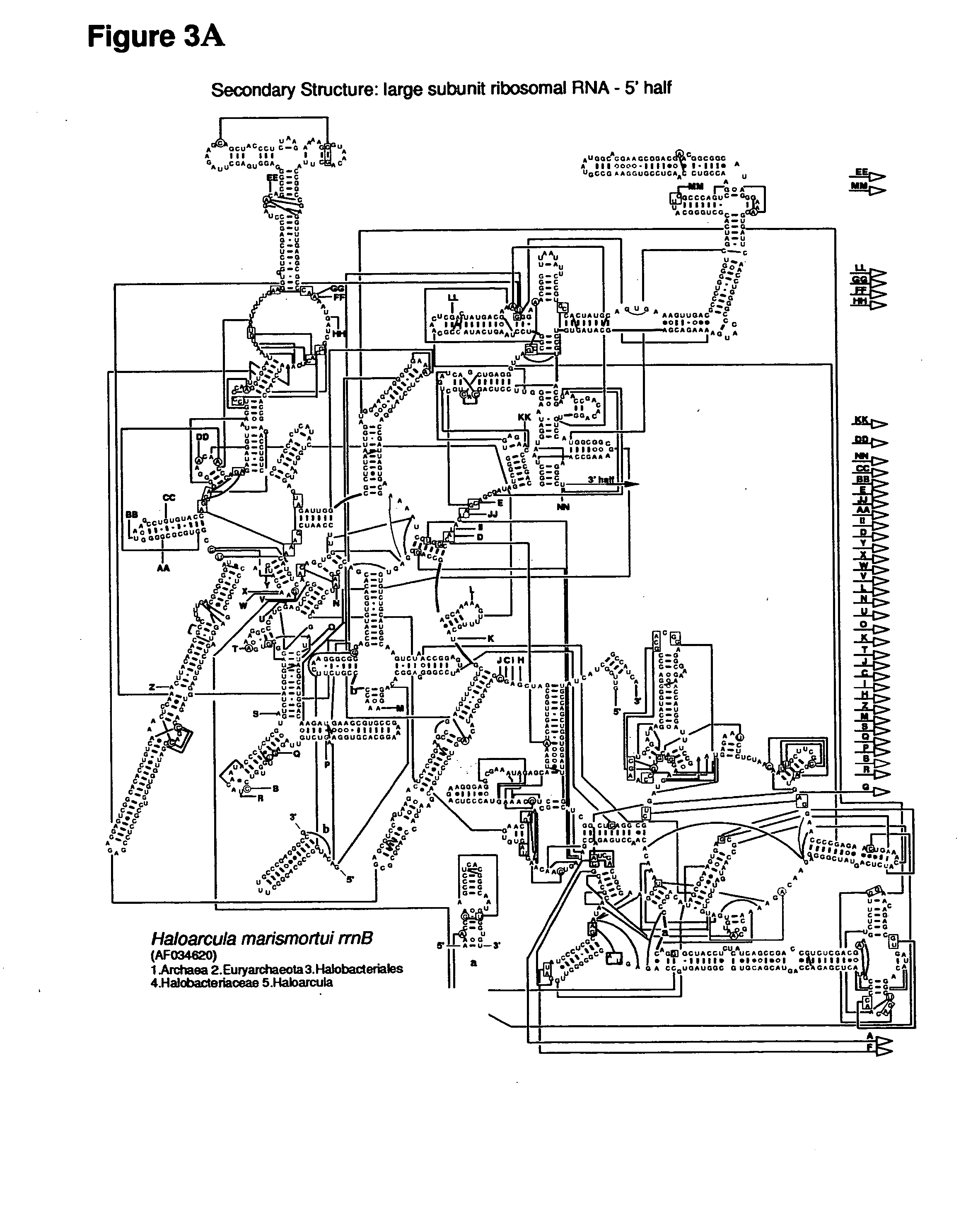 Ribosome structure and protein synthesis inhibitors