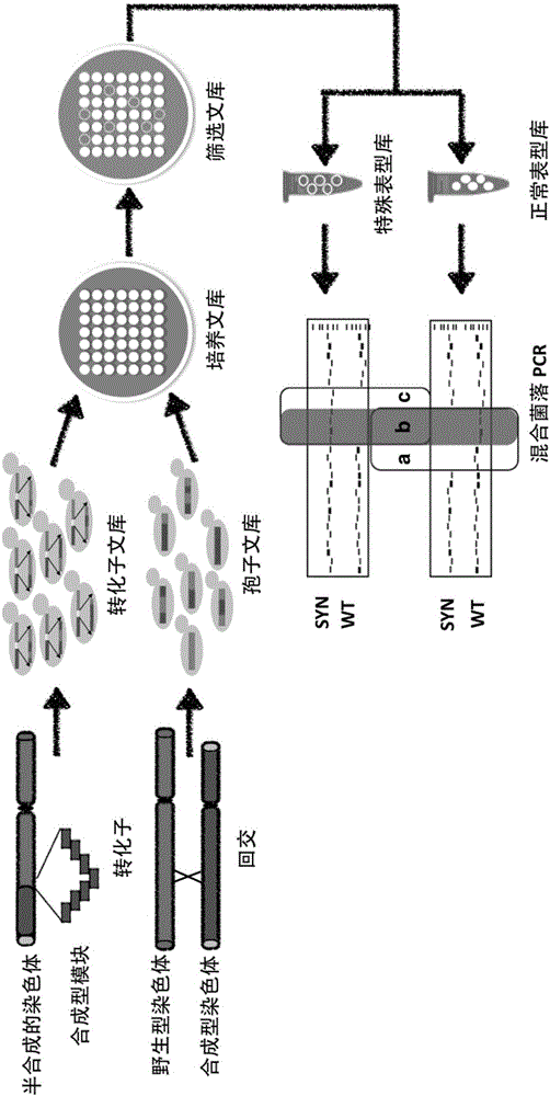 Method for locating sequence position causing special growth phenotype of yeast