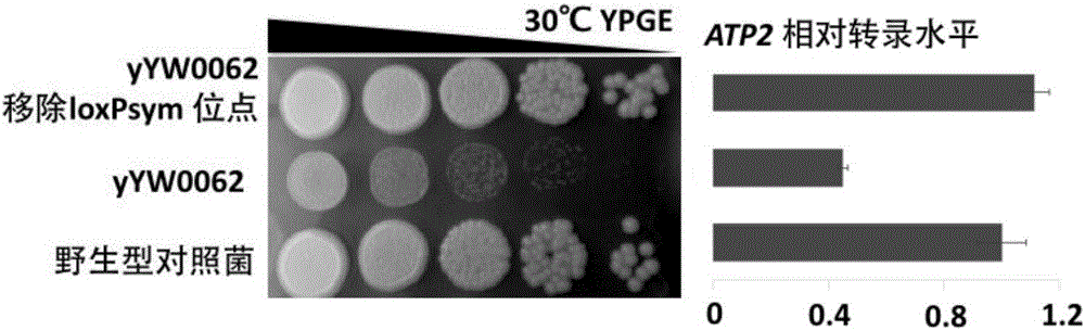 Method for locating sequence position causing special growth phenotype of yeast