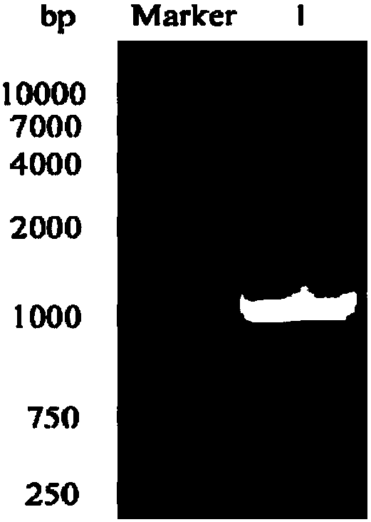 A heliotropin biosynthesis method utilizing recombinant escherichia coli