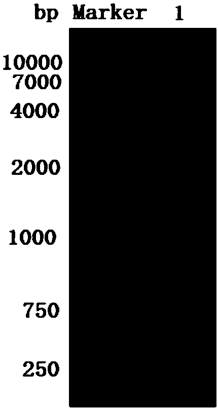 A heliotropin biosynthesis method utilizing recombinant escherichia coli