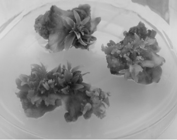 A method for rapidly breeding Hydrangea large-flowered Endless Summer with leaves of tissue-cultured seedlings