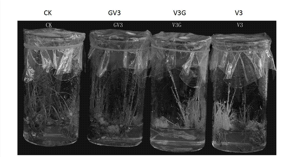 Method for reducing toxicity of Vip3 protein to transgenic plant through gene fusion