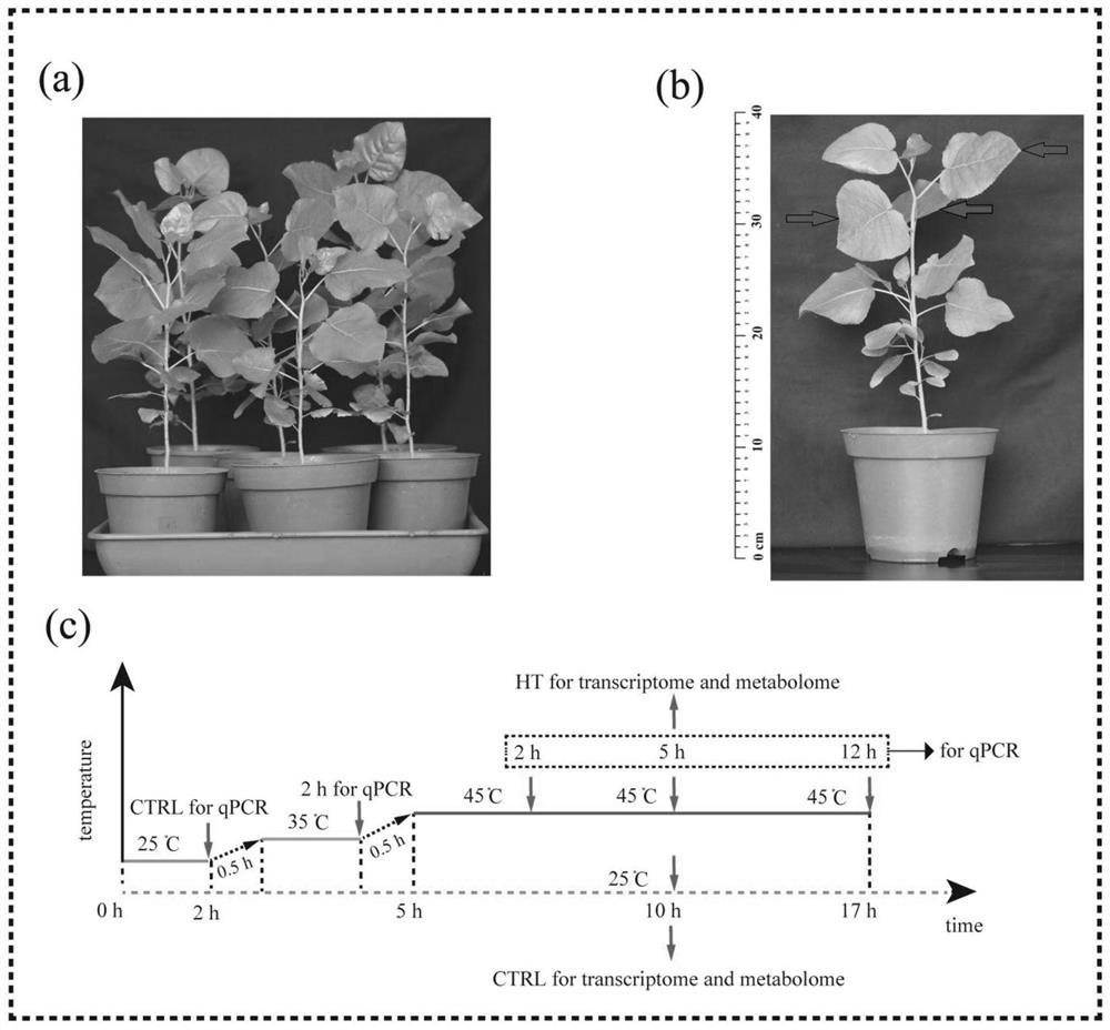 Method for screening key metabolites responding to high-temperature stress of poplar