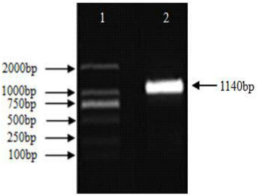 A BpSPL9 gene of betula platyphylla Suk., an encoding protein thereof and applications of the gene