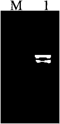 Bactrian camel VHH (variable domain of the heavy chain of HACbs) heavy-chain antibody for resisting foot-and-mouth disease AsiaI type viruses, preparation method and use thereof