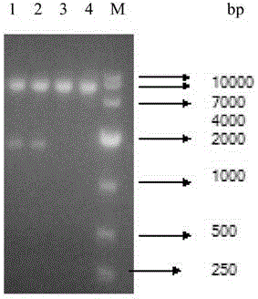 Lactobacillus plantarum nitrite reductase gene, protein encoded by lactobacillus plantarum nitrite reductase gene and preparation method of protein