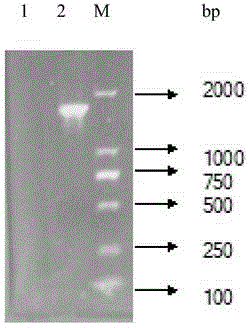 Lactobacillus plantarum nitrite reductase gene, protein encoded by lactobacillus plantarum nitrite reductase gene and preparation method of protein
