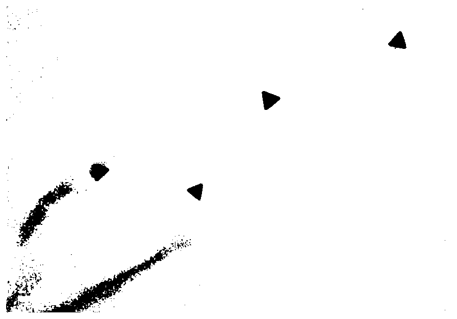 Multifunctional nano drug delivery carrier targeting lung cancer genes and preparation and application thereof