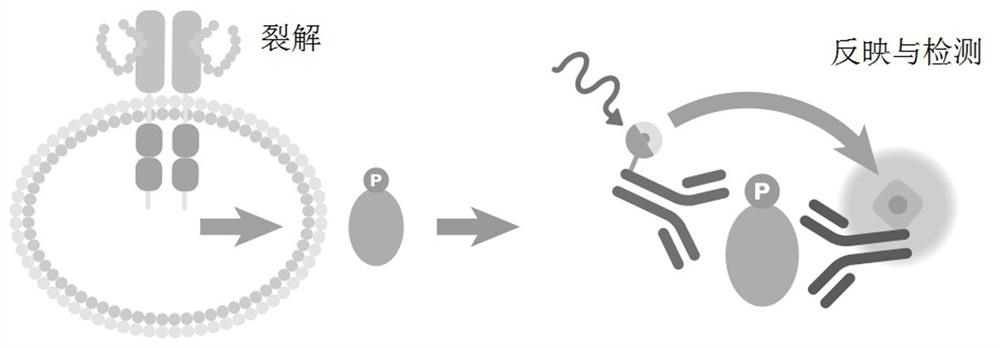 A photoactivated chemiluminescence homogeneous immunoassay kit for human phosphorylated vasodilator-stimulated phosphoprotein and its detection method