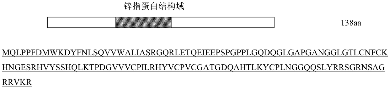 NANOS2 marker for predicating or diagnosing azoospermia or oligospermia and application thereof