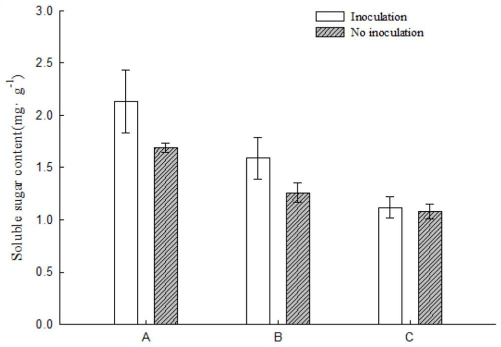 Application of piriformospora indica in regulating drought tolerance of osmanthus fragrans