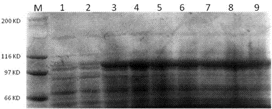 Metallic cadmium resistance associated protein KdpD and coding gene and application thereof