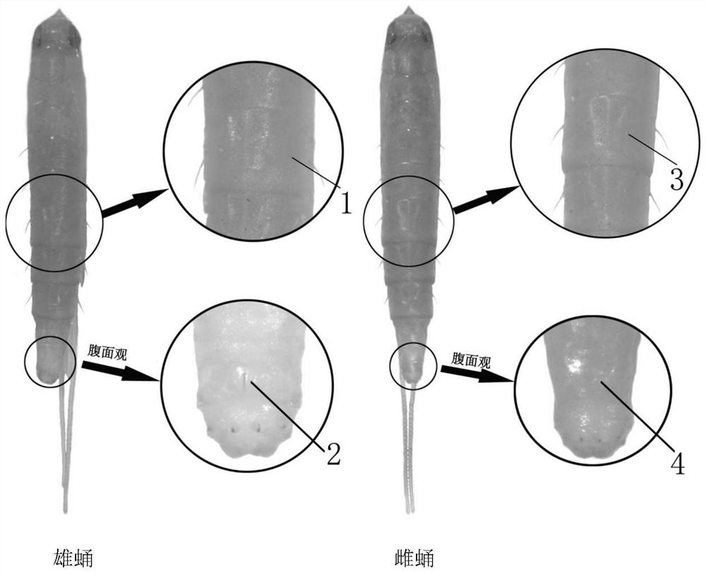 Rapid sex identification method for conopomorpha sinensis
