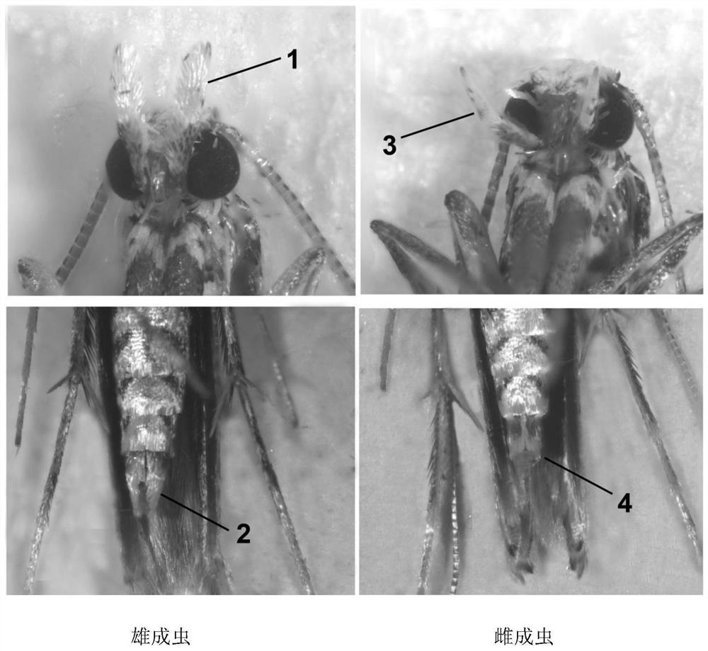 Rapid sex identification method for conopomorpha sinensis