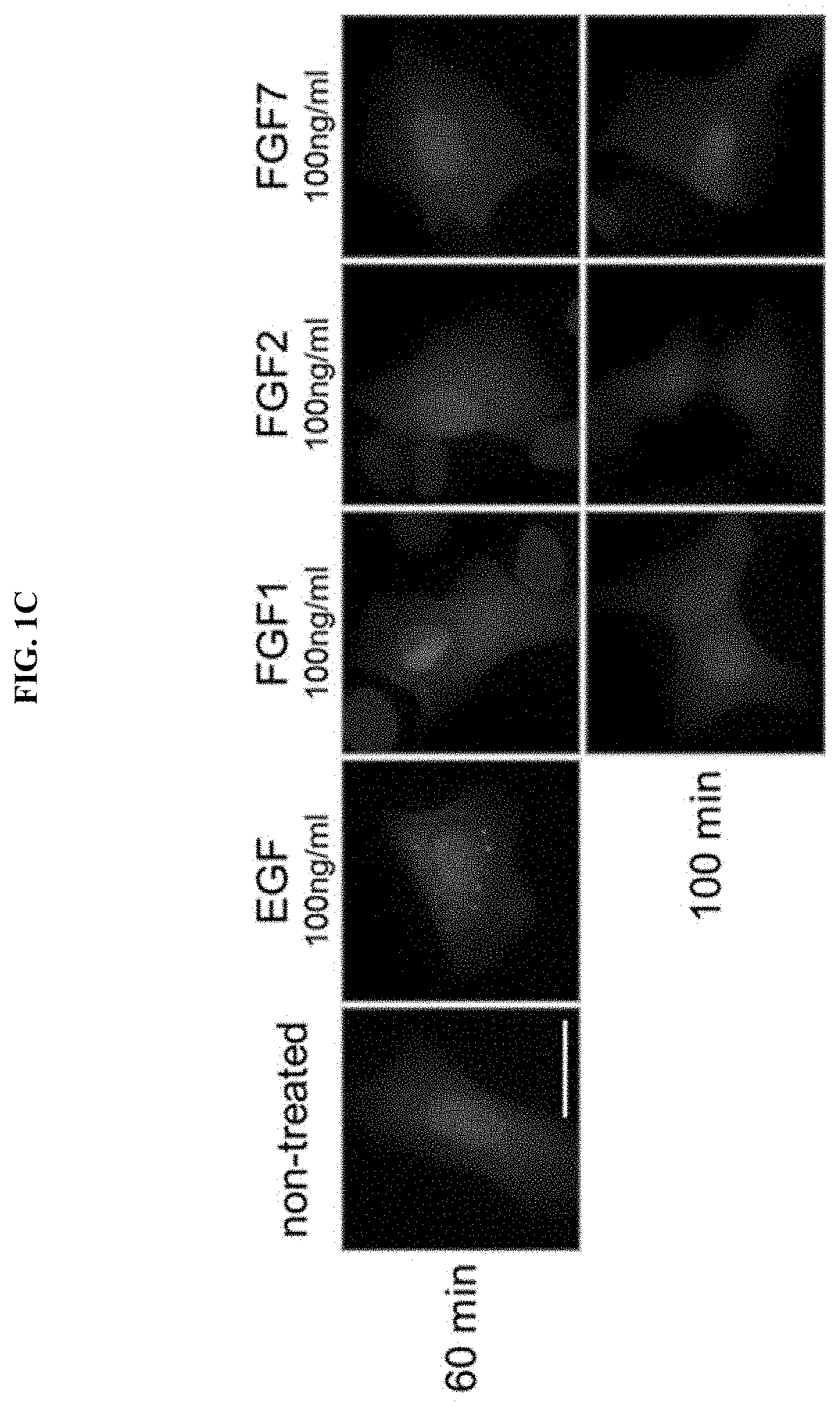 Anti-aging or skin-regenerating composition comprising piperonylic acid as effective ingredient