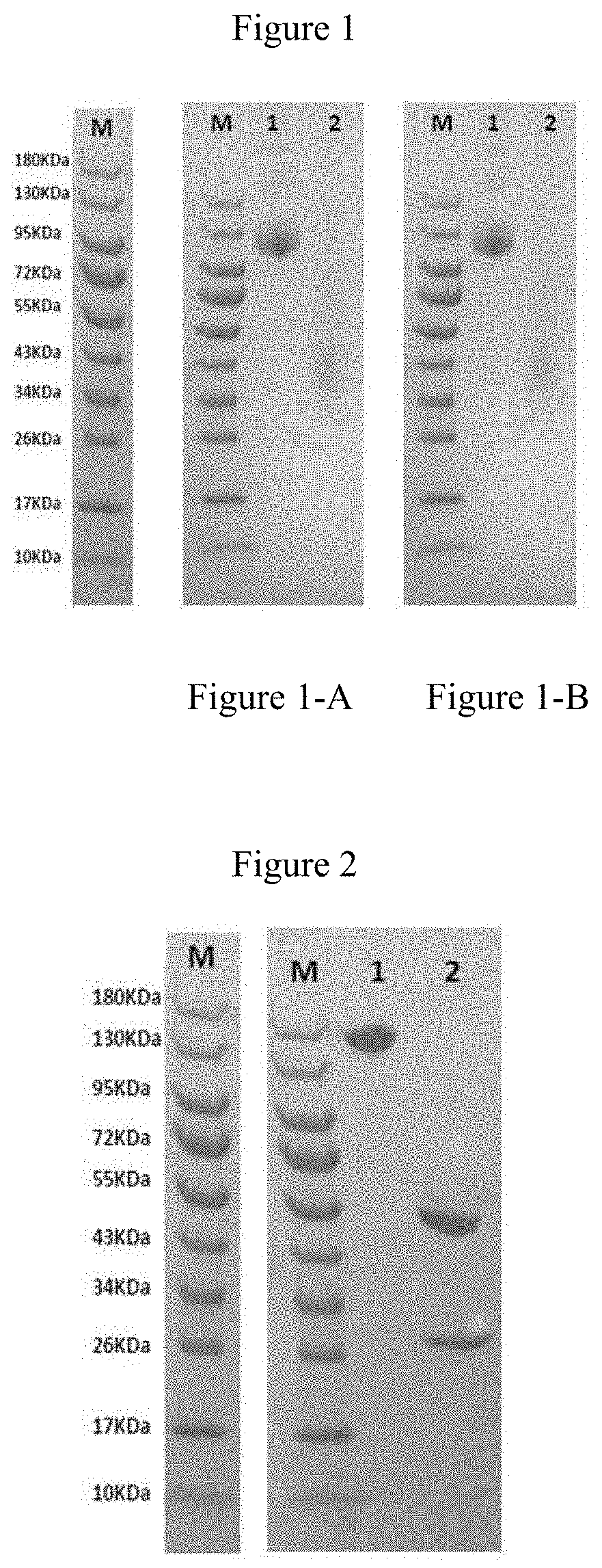 Anti-CD47 monoclonal antibody and use thereof