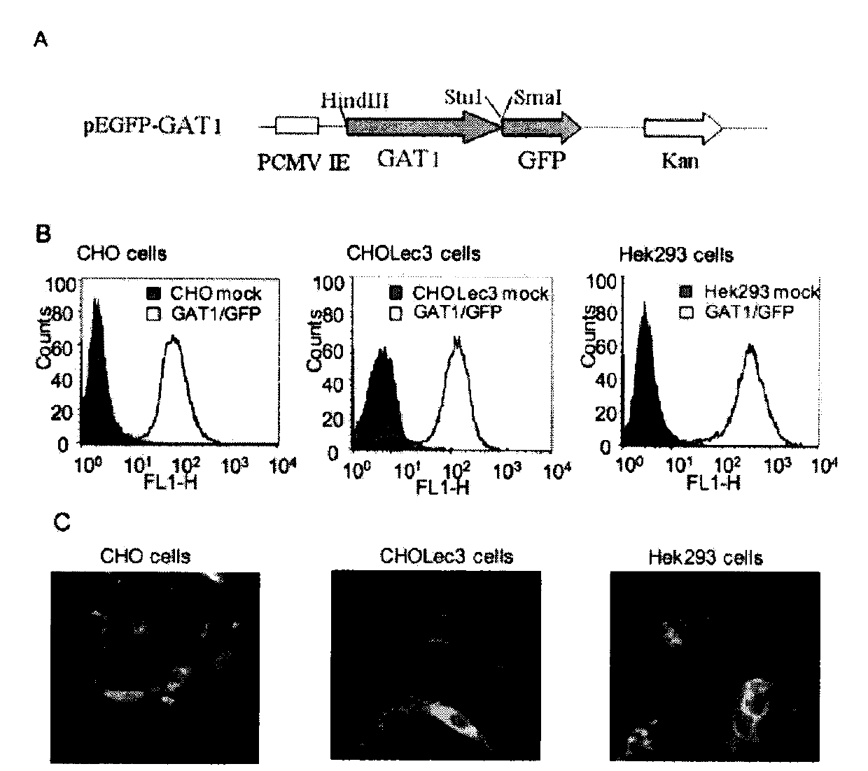 Method for synthesizing inhibitor by screening sialic acid organisms