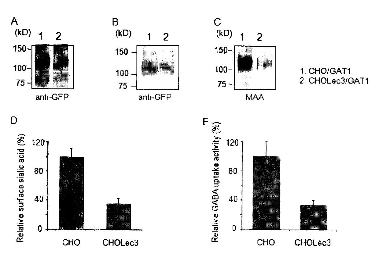 Method for synthesizing inhibitor by screening sialic acid organisms