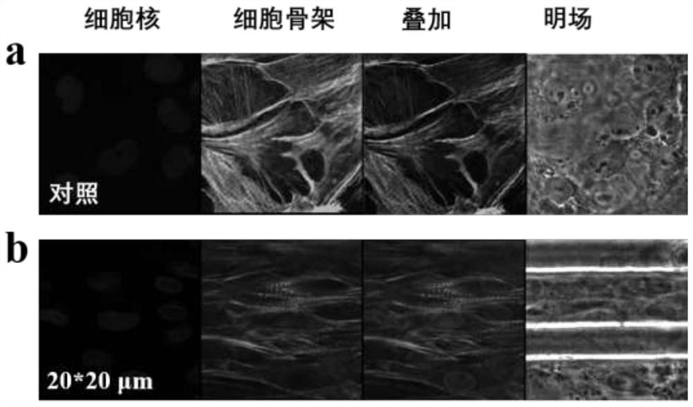 Preparation method of nanoimprint anisotropic graphene film